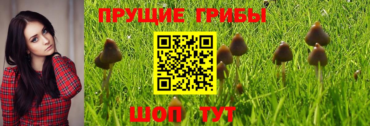 Ленинск-Кузнецкий  Галлюциногенные грибы MAGIC MUSHROOMS  Псилоцибиновые грибы Psilocybe  Вход с VPN 